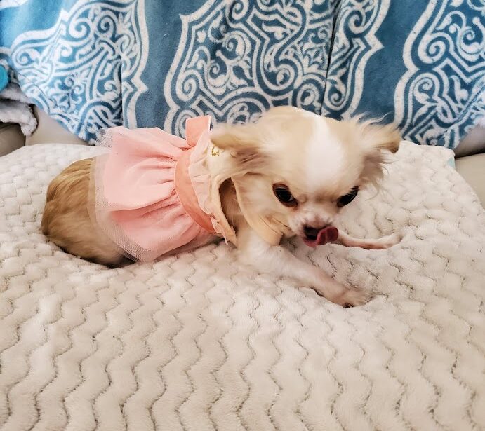 xx small dog clothes