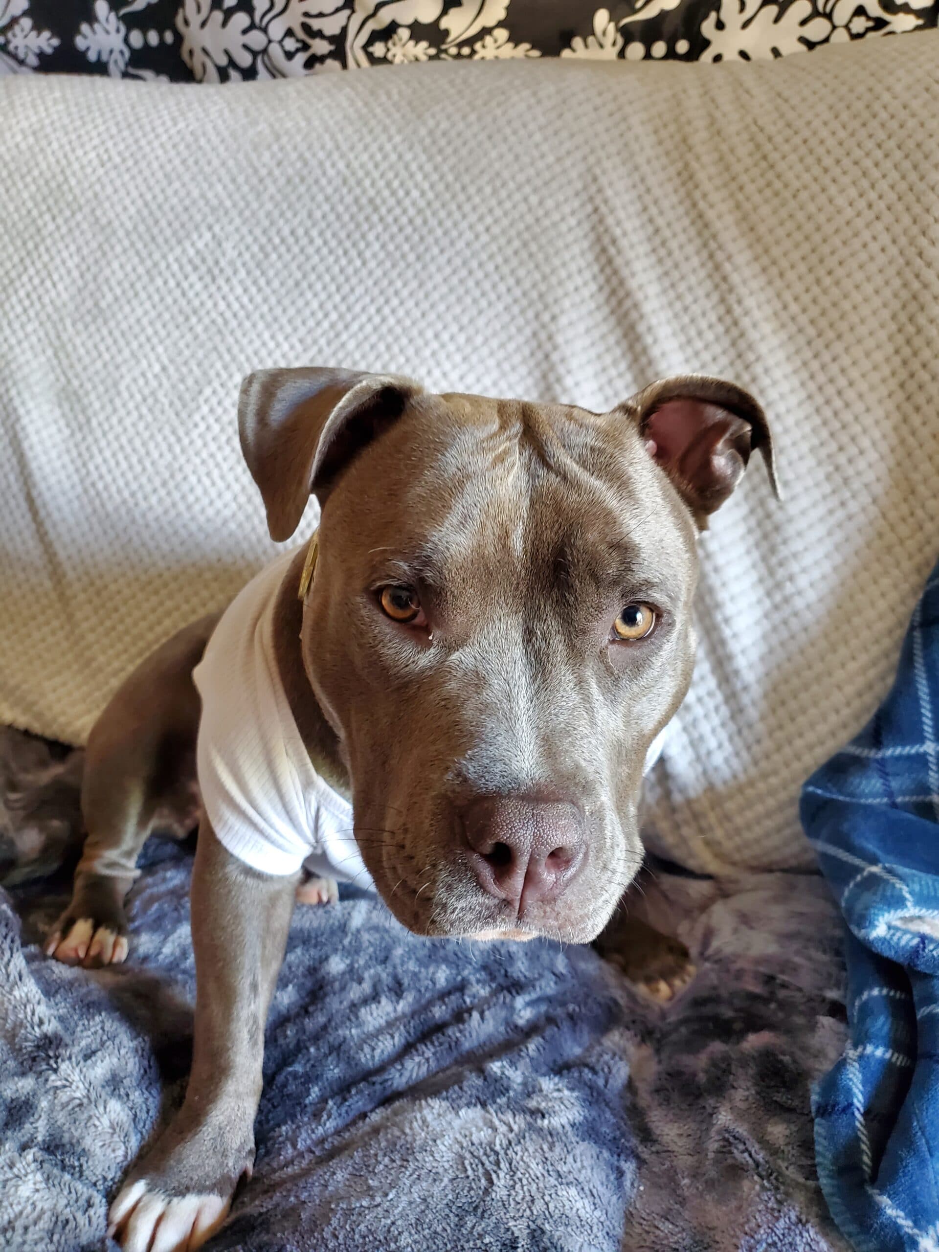 Big Dogs Clothing TShirts Katrina's Pet Apparel