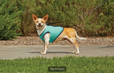 Cooling Vest for Dogs